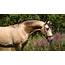 PRE Horse Buckskin For Sale  Top Quality Cod 17753 Iberian Horses