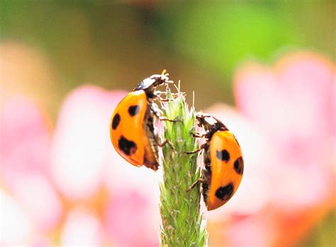 Close Up Of Two Ladybugs Photograph By Panoramic Images Fine Art America