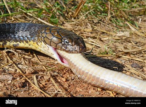 Snake Snake Head King Cobra Hi Res Stock Photography And Images Alamy