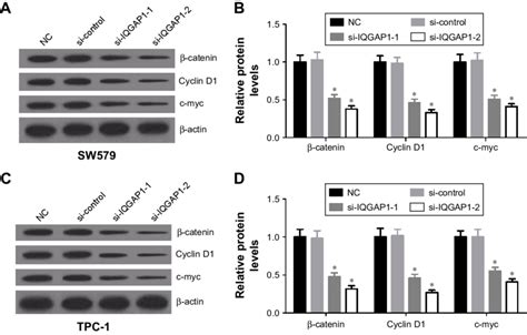 Knockdown Of Iqgap1 Suppressed Activation Of The Wntβ Catenin Pathway
