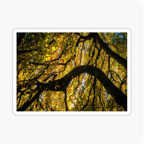Autumn Sprawl Yellow Leaves Sticker By Lostlogo Redbubble