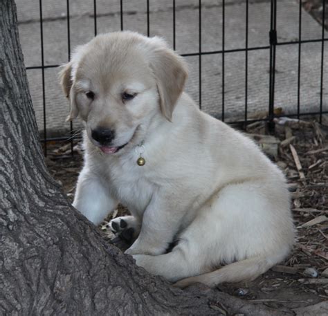 Golden retriever female, 3 weeks springfield, missouri. Golden Retriever Puppies For Sale : Puppies for Sale ...