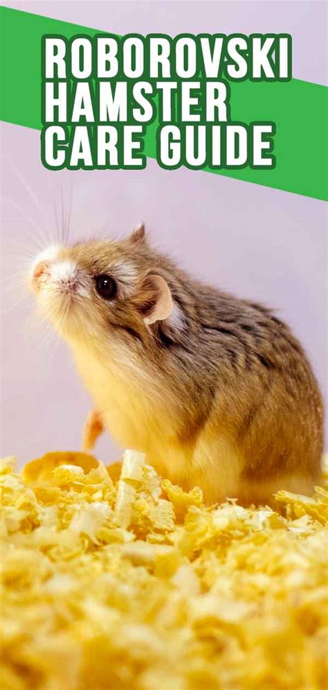 Roborovski Hamster The Complete Guide To The Robo Dwarf Hamster