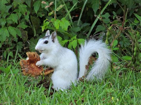 Tallahassee Daily Photo White Squirrel
