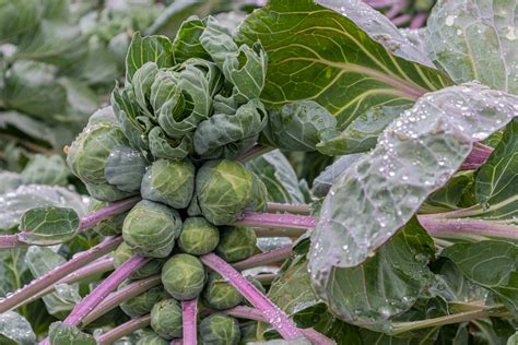 An Easy Guide To Growing Brussels Sprouts Garden Gnome Academy