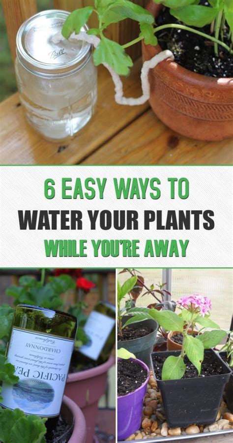 6 Easy Ways To Water Your Plants While Youre Away Plants Water