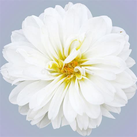 The Pretty White And Full Blossom Of A Dahlia Stock Photo Image Of