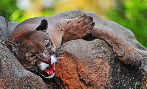 Big Cats Jaguars Animals Cougars Wallpapers Hd Desktop And Mobile
