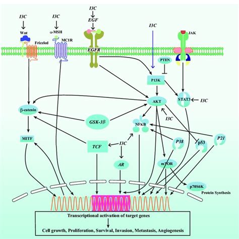 Summarizing The Intracellular Pathway By I C Download Scientific Diagram
