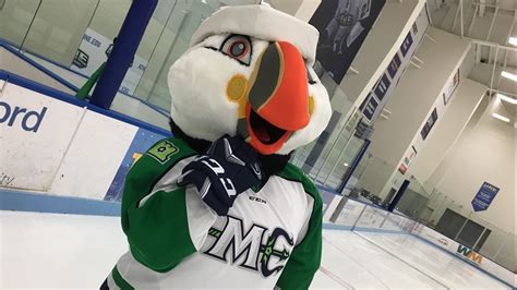 Beacon The Puffin The Maine Mariners Introduce Their New Mascot