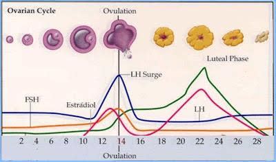 Around days 6 to 14 of your menstrual cycle, follicles in one of your. Induced ovulation (animals) - Wikipedia