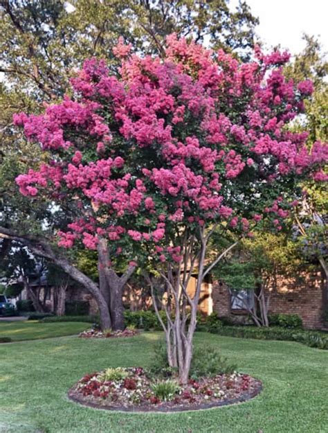 Outdoor Yard With Crepe Myrtle Tree Beautiful Flowering Crepe Myrtle