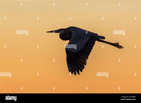 Silhouette Great Blue Heron Flying Hi Res Stock Photography And Images
