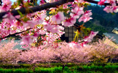 30 image of natural beauty. Spring in Japan Wallpapers HD free download | PixelsTalk.Net
