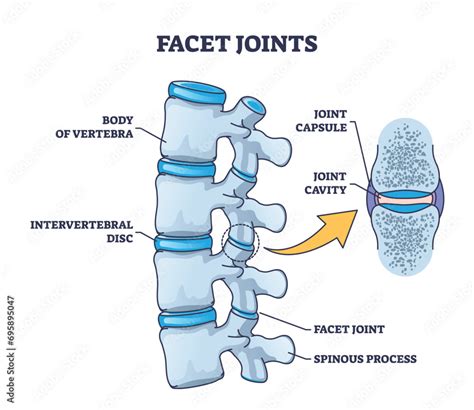Facet Joints Anatomy With Bone Capsule And Cavity Closeup Outline