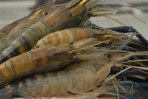 Mancing udang galah | review lubuk di pekan #udanggalah #sungaipahang #pekan salam 1 hobi , salam joran melengkung. Udang Galah Sungai - OLDE MALAYA RECIPE