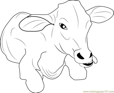 Baby Cow Coloring Page Free Cow Coloring Pages