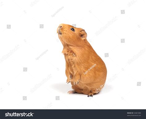 Guinea Pig Stands On Its Hind Legs Ramps Isolated On White