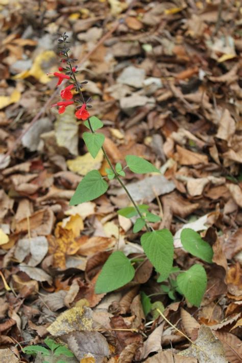 Red Wildflower Blooming Now In Northeast Indana Flowers Forums