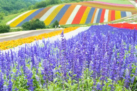 Purple Waves Of Furano Travelers Guide To Hokkaidos Lavender Fields