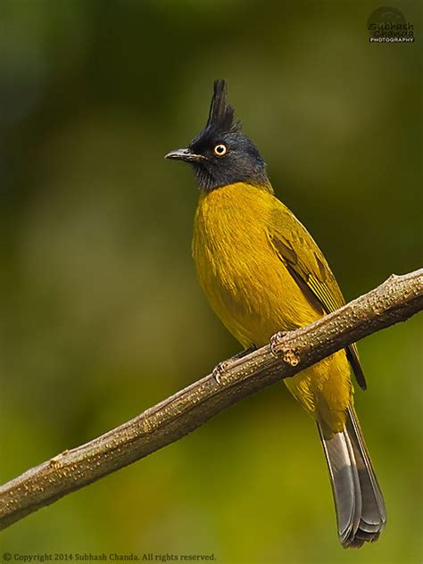 Black Crested Bulbul Pycnonotus Melanicterus Photographed Flickr