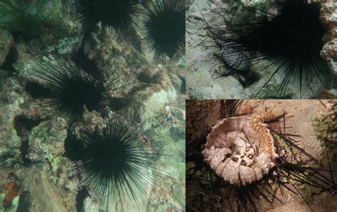 The Black Urchin Diadema Antillarum Massive Resurgent Die Off Causes