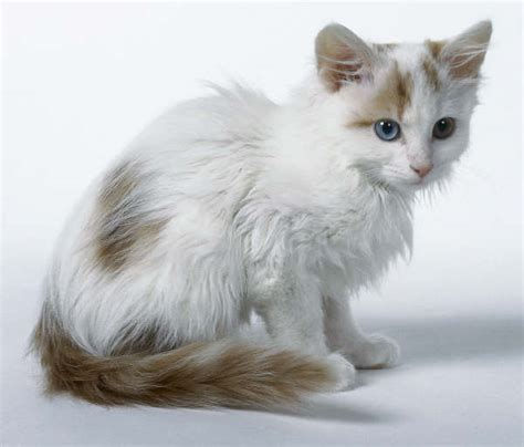 Occasionally, you'll also see a van with one amber eye and one blue eye, or two blue eyes of different hues. Turkish Van - Dogs and Cats Wiki