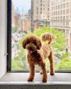 However, the size of the mini goldendoodle depends on the size of the poodle that is being used for breeding the the cost is not inflated to account for the commission earned. What is the Micro Goldendoodle? (2021) We Love Doodles