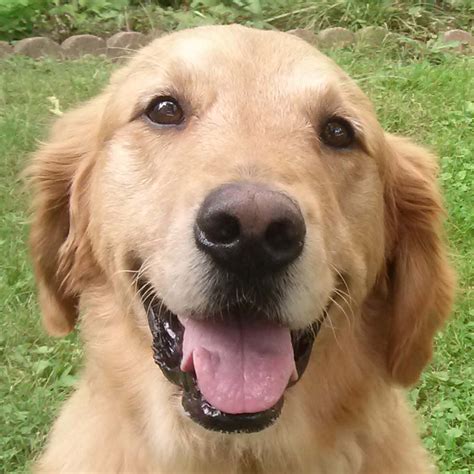 To the golden retriever was developed in late 19th century scotland and england primarily by crossing. As Good As Gold - Golden Retriever Rescue of IllinoisBuddy ...