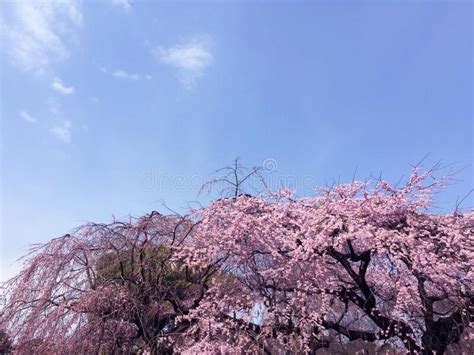 Sakura Cherry Blossom Blooming In Tokyo Japan Stock Photo Image Of
