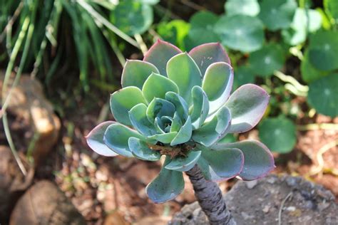 Root rot is a condition found in both indoor and outdoor plants, although more common in indoor plants with poor drainage. The Succulent and Cactus Lady (that's me!): The wonder of ...