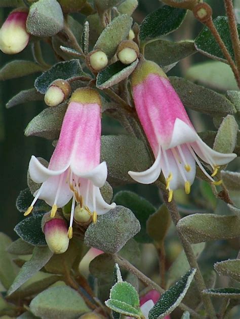 Angus Stewarts Favourite Autumn To Winter Flowering Australian Natives