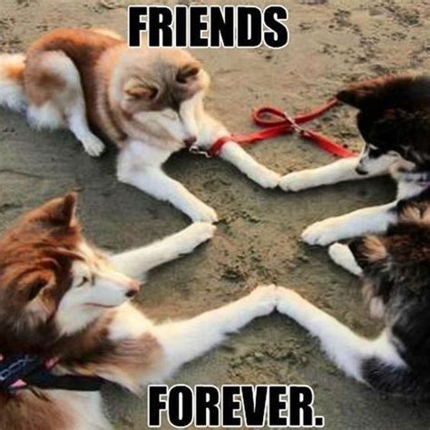 Top 31 Friendship Memes Funny Dog Memes Funny Friend Memes