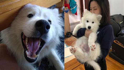 Study Proves That Your Samoyed Really Is Deliberately Manipulating You