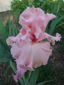 A Perfect Pink Iris In The Irises Forum
