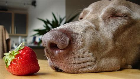 Don't worry, this was not his strawberries are safe. Can Dogs Eat Strawberries? Are Strawberries Safe For Dogs ...