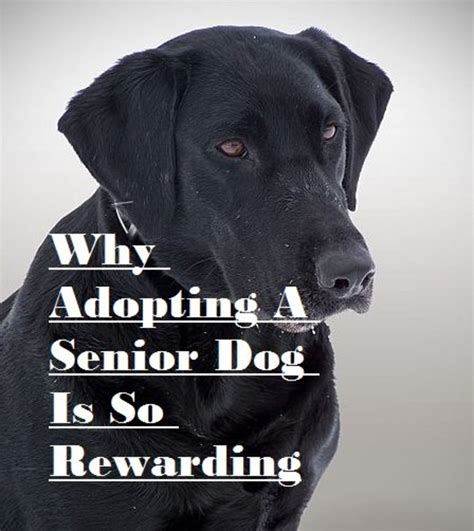 Why I Adopted A Senior Dog And Why You Should Too Pethelpful