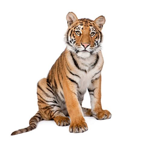 Tigers Stock Photos Pictures And Royalty Free Images Istock