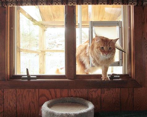 The 25 Best Outdoor Cat Habitat Ideas On Pinterest Cat