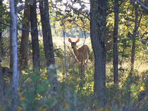 Frontenac Arch Forest Corridor Supports Many Species — Nature