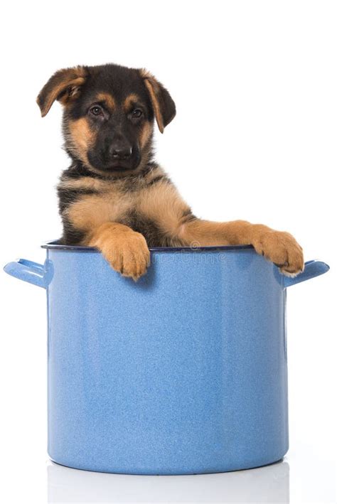 Puppy In A Pot Stock Image Image Of White Dish Little 51254605