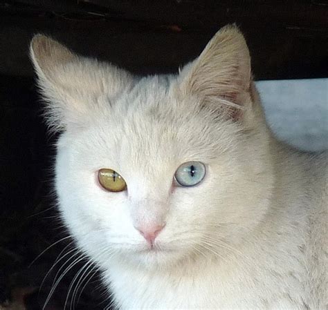 White Cat With Heterochromia Iridum 32 Cats And Kittens Cats Cute