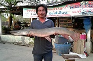 鱷頭魚身！泰國怪魚現蹤 存在地球1億年｜東森新聞