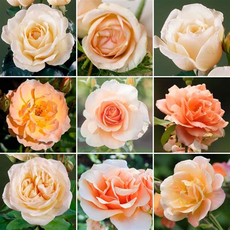 Apricot Potted Rose Garden Plant For Sale Free Uk Delivery