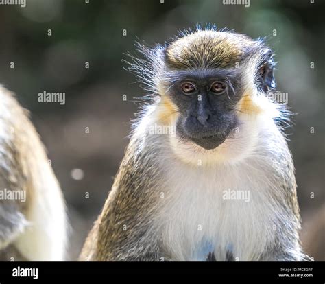 Green Monkey Chlorocebus Sabaeus Barbados Wildlife Reserve Stock