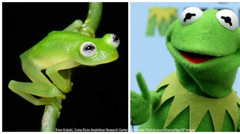 Newly Discovered Costa Rican Glass Frog Species Is A Kermit Look Alike