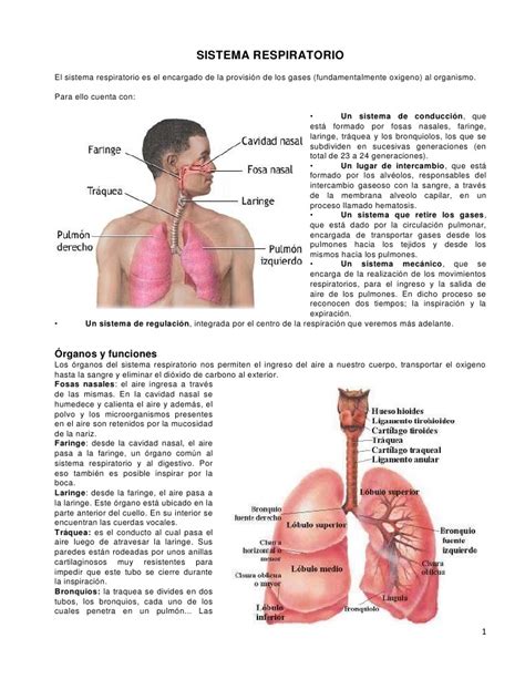Sistema Respiratorio Cuba Shopping Nasal Cavity Storage