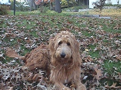 The mother is a tiny kc registered maltese. Wavy Coat Goldendoodle | Goldendoodle, Animals, Dogs