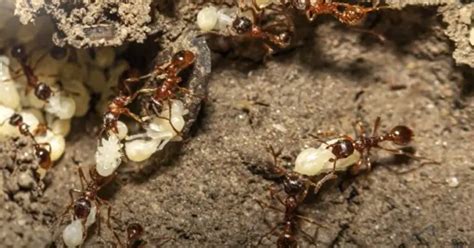 Why Ants Carry Dead Ants The Shocking Truth Behind Ant Graveyards