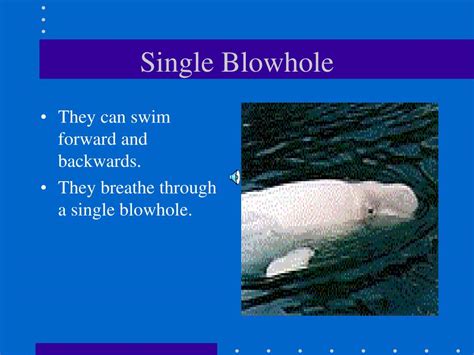 Ppt Beluga Whales By Ricardo Powerpoint Presentation Free Download